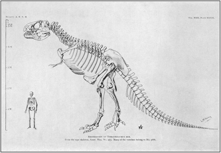 Squelettes de dinosaure et humain.