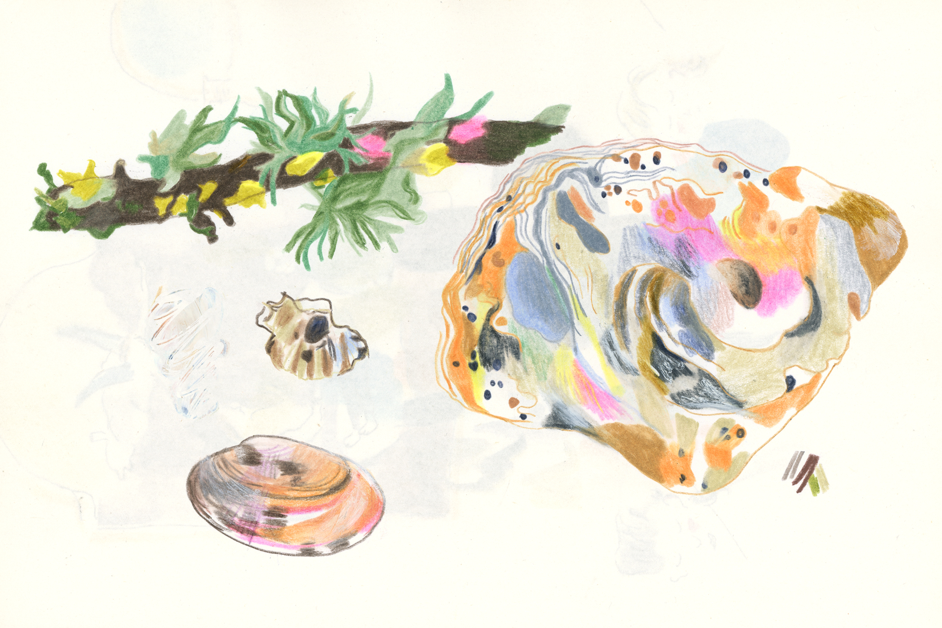 Fragments de nature dessinés au crayon de couleur : branche et coquillages